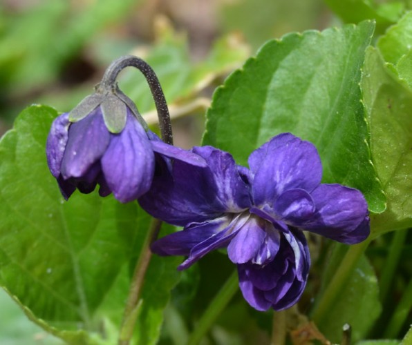 Viola odorata Plena - Dubbel luktviol